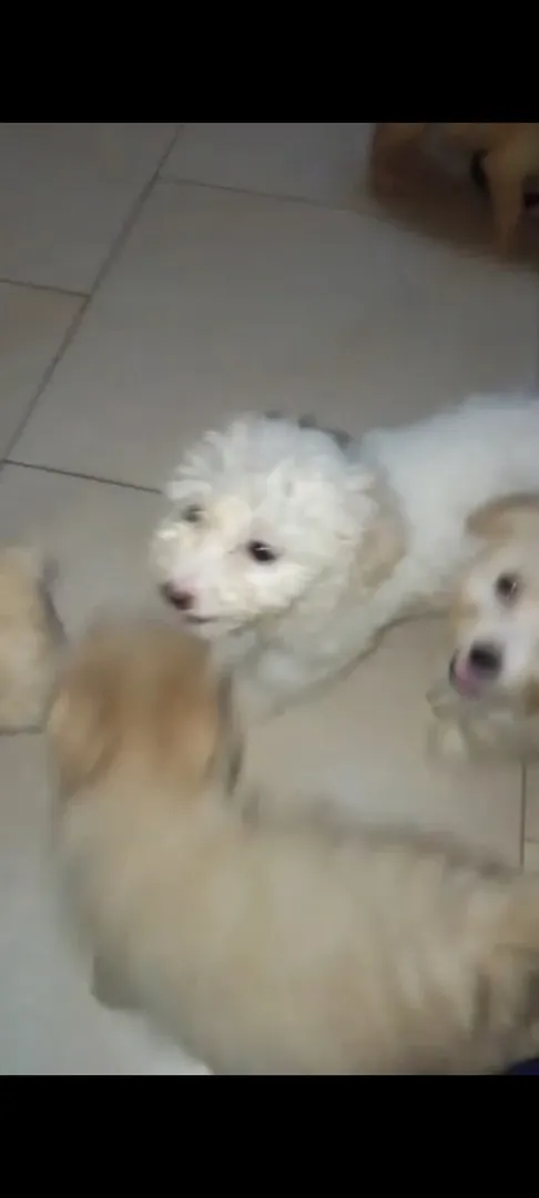 Caniche 3