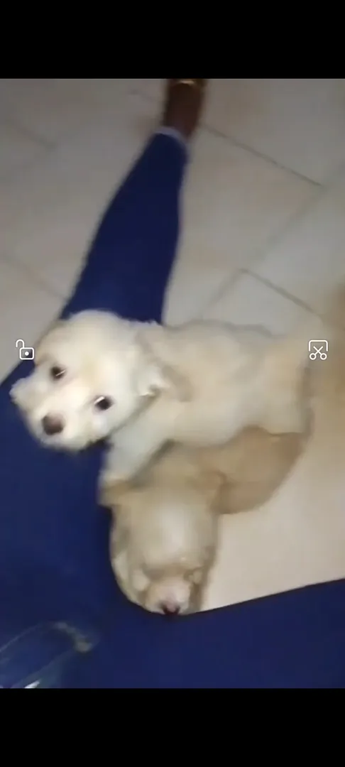 Caniche 2
