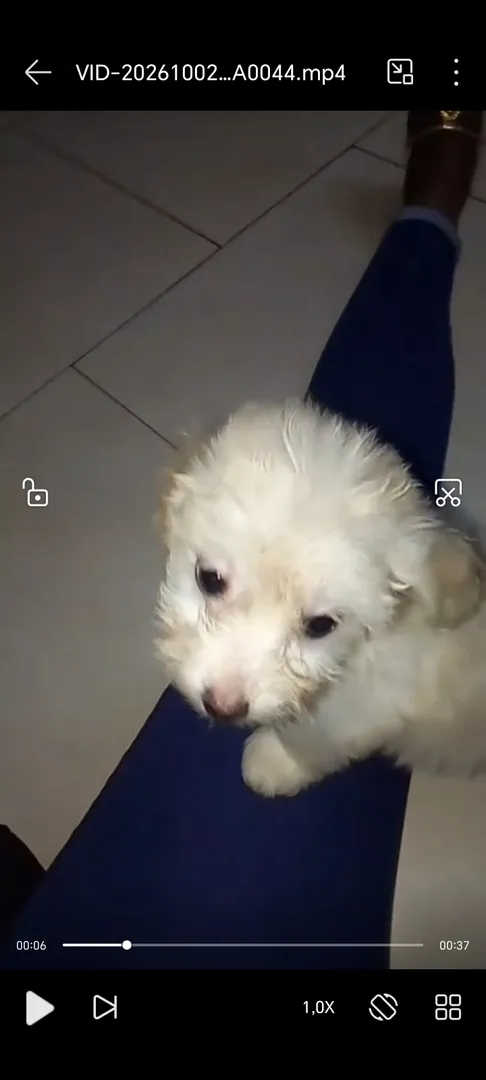 Caniche 4