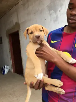 🐕‍🦺🔥 LINDA CRIA DE BOERBOEL DISPONÍVEL! 