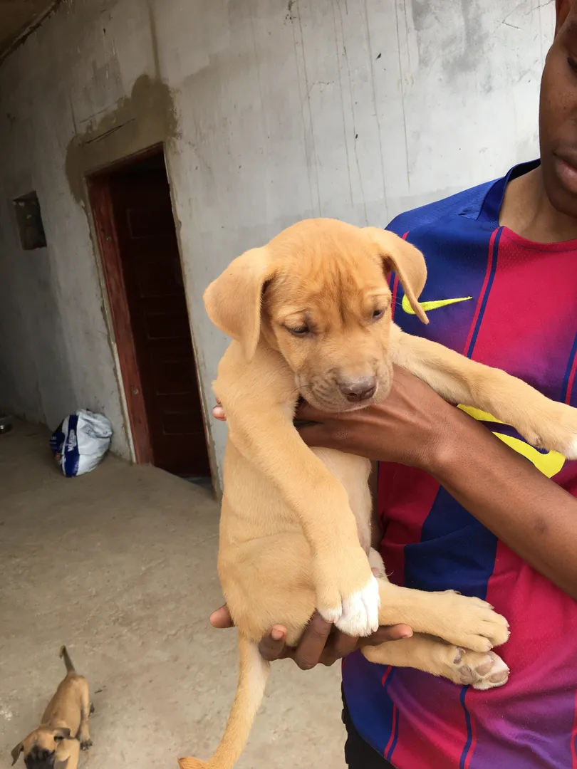 🐕‍🦺🔥 LINDA CRIA DE BOERBOEL DISPONÍVEL!  2