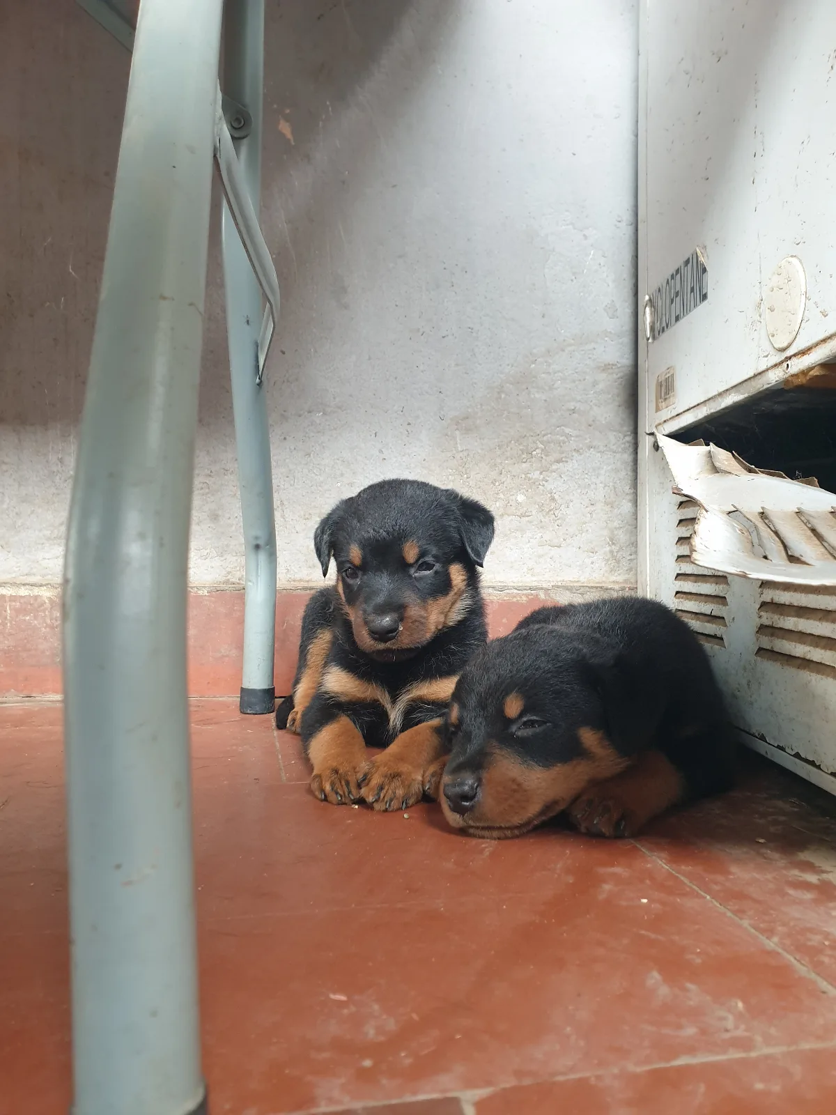 Vendo crias de Rottweiler já vacinados e desparasitados  2