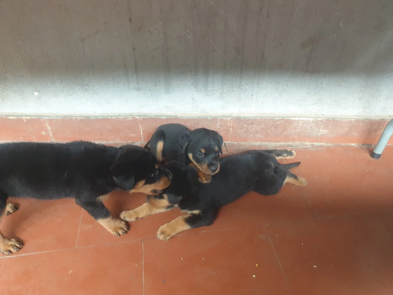 Vendo crias de Rottweiler já vacinados e desparasitados  1