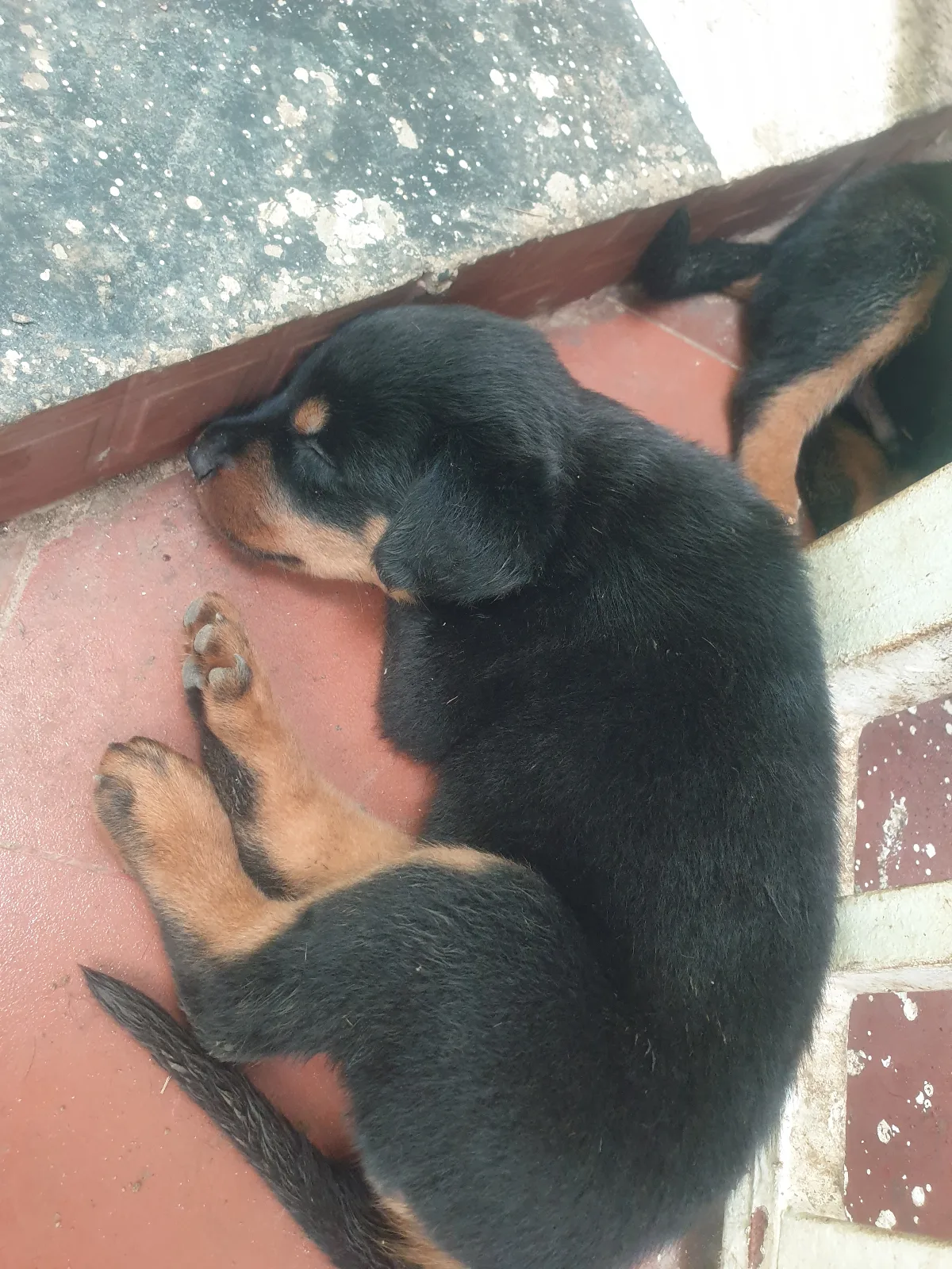 Vendo crias de Rottweiler já vacinados e desparasitados  3