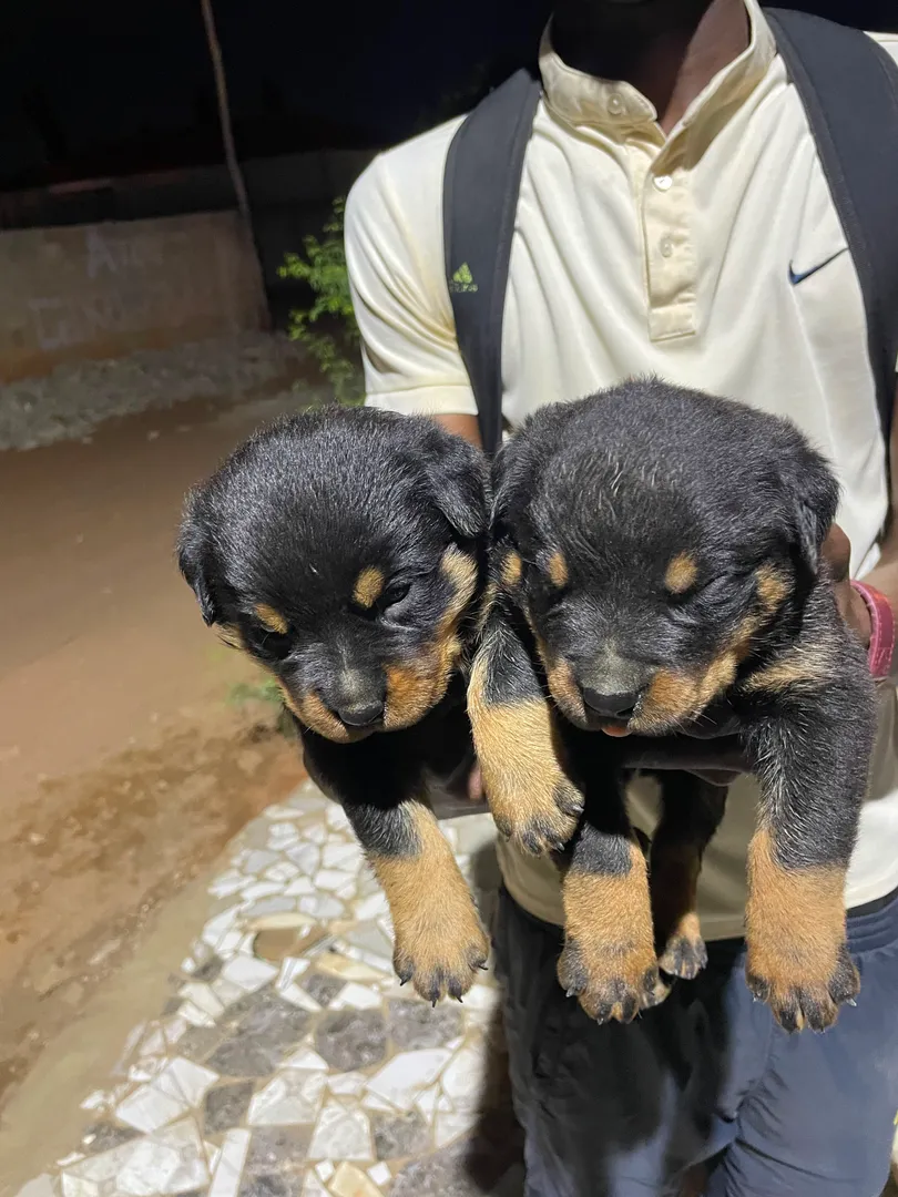 Rottweiller 1 mês 3
