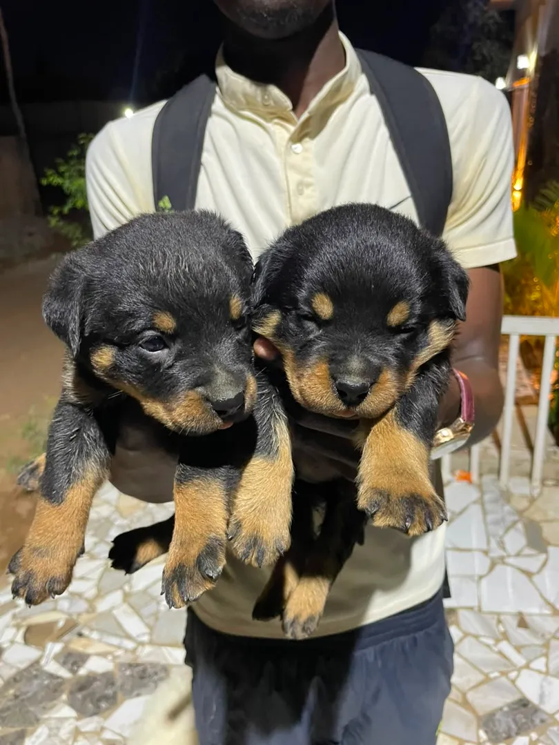Rottweiller 1 mês 1