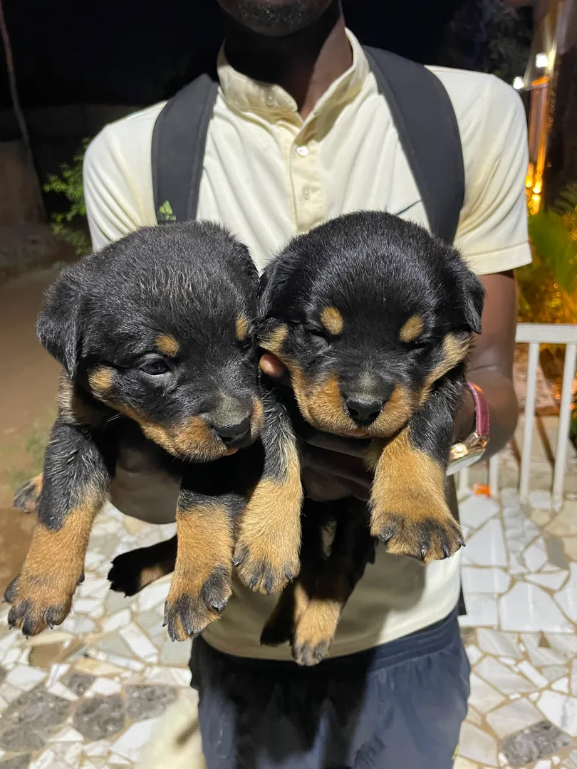 Rottweiller 1 mês 2